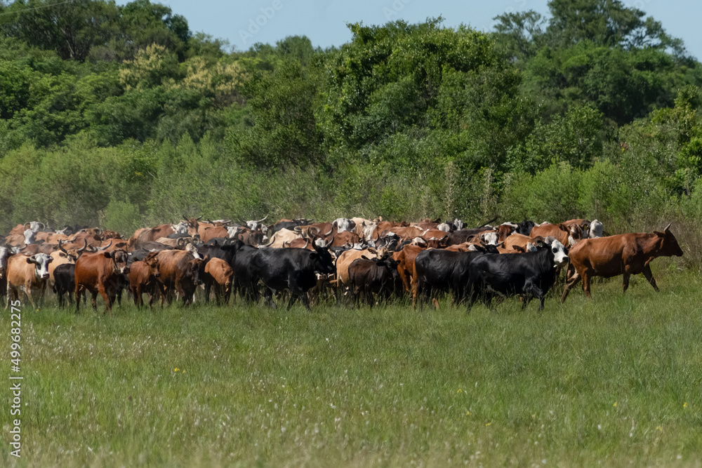 cattle farm moved as a herd to the side of the route