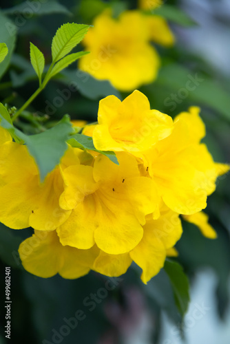 yellow flowers in the garden