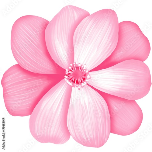 pink rose petals isolated