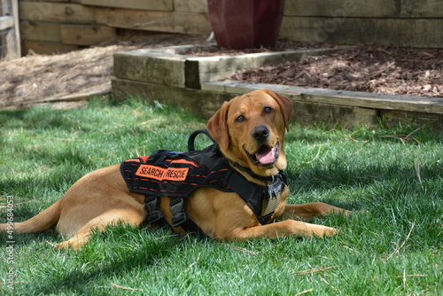 search and rescue dog photo