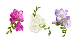 Set of pink, white and purple freesia flowers and buds isolated on white