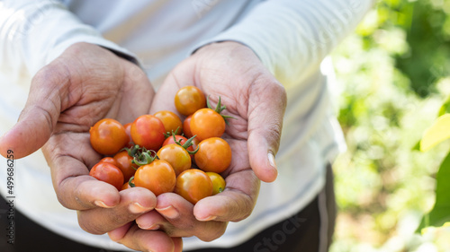 HANDS OF A BLACK WOMAN PICKING CHERRY TOMATOES IN HER VEGETABLES AND HERBS GARDEN IN LATIN AMERICA, WITH SPACE FOR TEXT, NO FACE