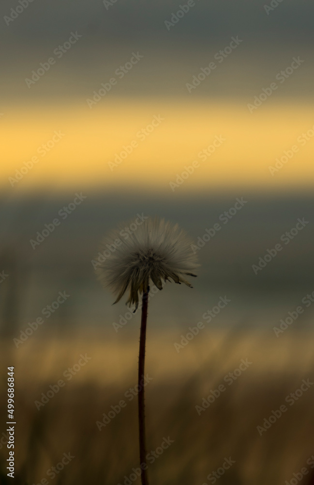 dandelion with sunset background
