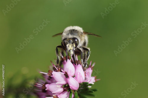 Close up face of hairy-footed flower bee (Anthophora plumipes) on the flowers of Winter heath (Erica carnea). Dutch garden, Spring, April, Netherlands