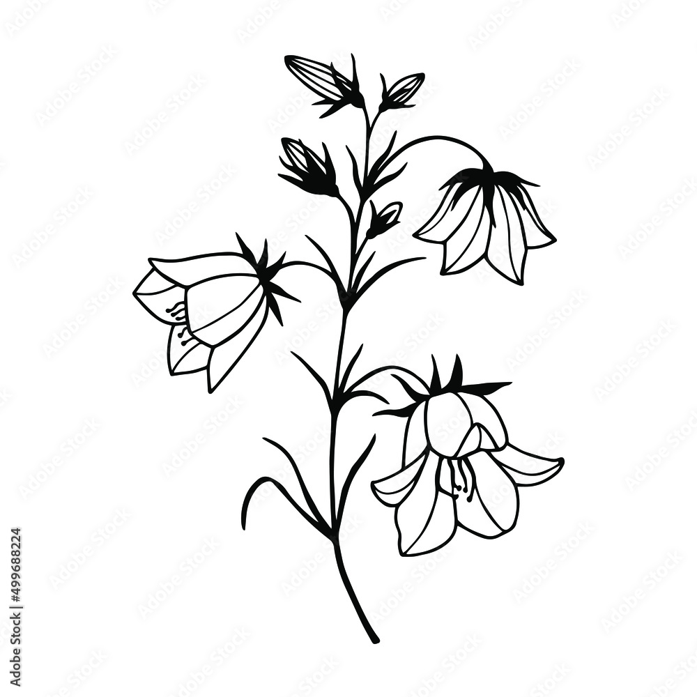 Flowers Field Bells. Vector stock illustration eps10. Outline, hand drawing. Isolate on a white background. Flowers Field Bells. Vector stock illustration eps10. Outline, hand drawing. Isolate on a white background.