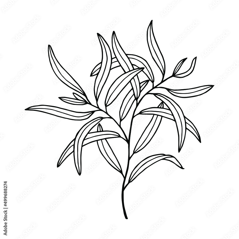 Willow tree branch with leaves. Vector stock illustration eps10. Isolate on white background, outline, hand drawing. Willow tree branch with leaves. Vector stock illustration eps10. Isolate on white background, outline, hand drawing.