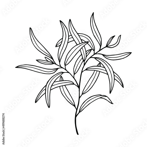 Willow tree branch with leaves. Vector stock illustration eps10. Isolate on white background, outline, hand drawing. © Yevheniia