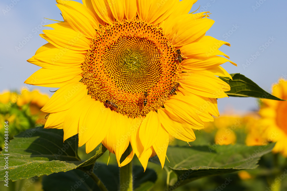 A beautiful field of blooming golden sunflowers against a blue sky, bees on a sunflower. Harvest preparation, sunflower oil production. A beautiful field of blooming golden sunflowers against a blue sky, bees on a sunflower. Harvest preparation, sunflower oil production.