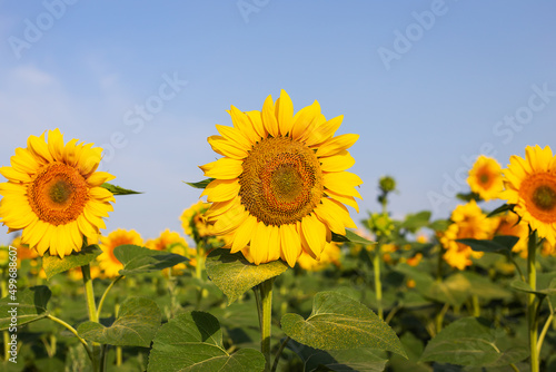 A beautiful field of blooming golden sunflowers against a blue sky. Harvest preparation  sunflower oil production.