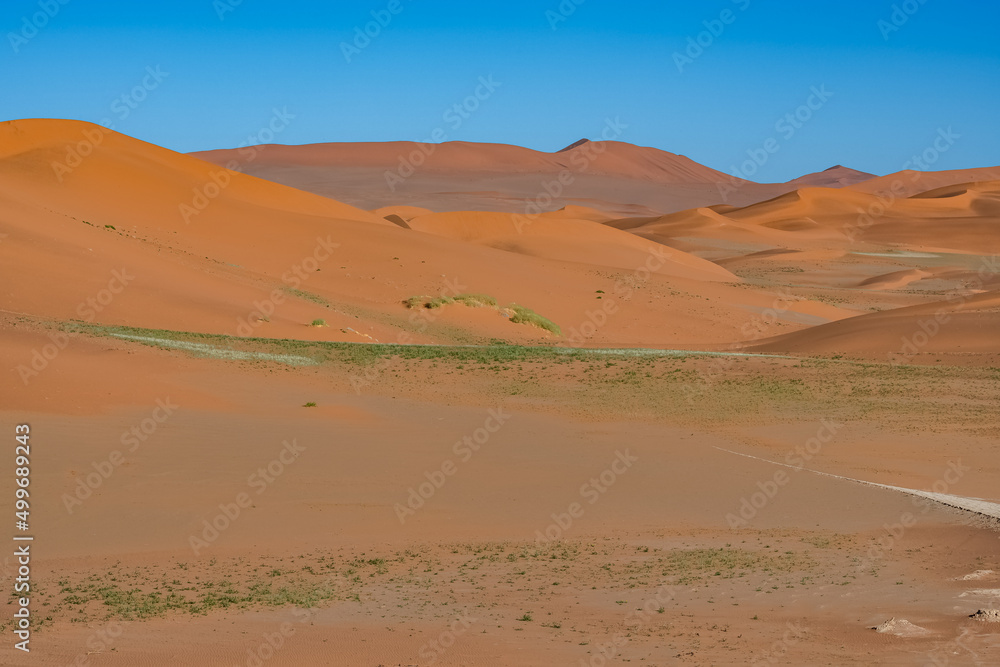Namibia, the Namib desert, grass in the red dunes in background
