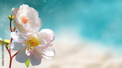turquoise sea white sand and beautiful wild pink yellow white red roses flowers summer beach holiday background copy space template 