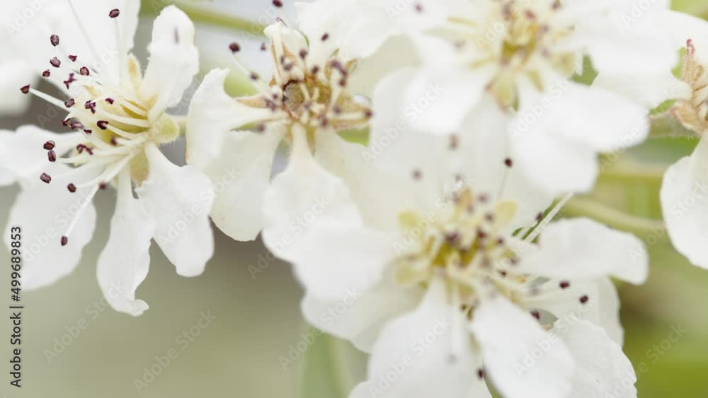White flower petal. Close up of spring season White flower petal. Close up of spring season