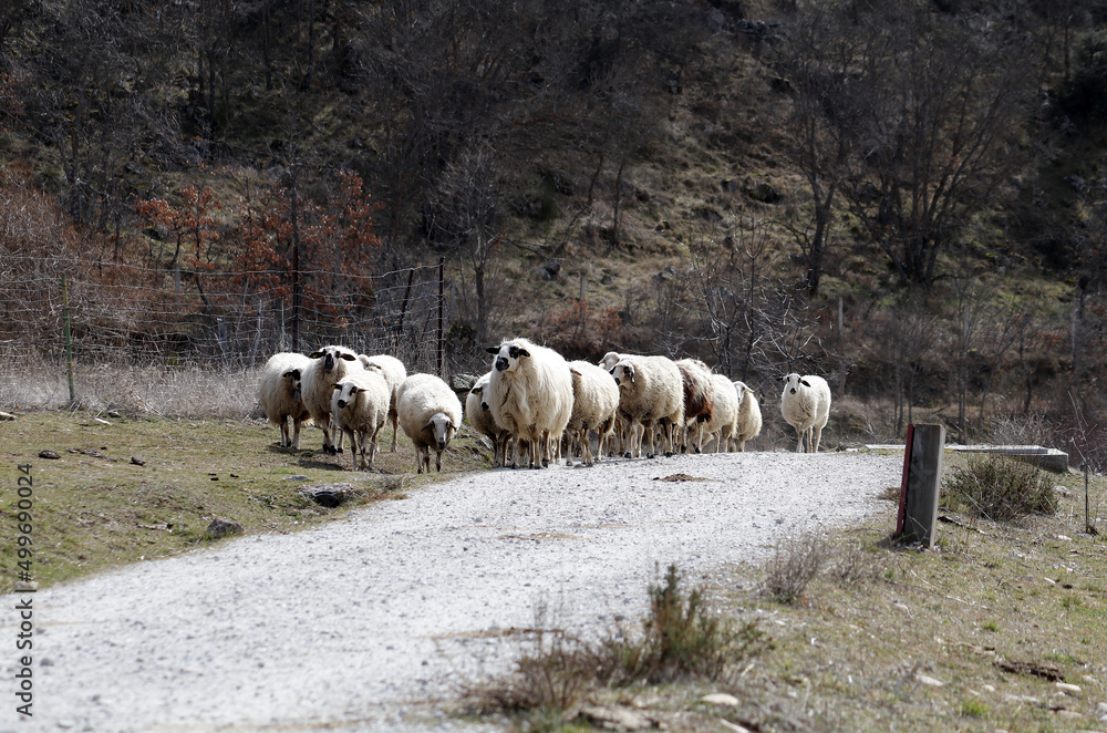 Foto de Rebaño de borregas en ganadería extensiva do Stock Adobe Stock