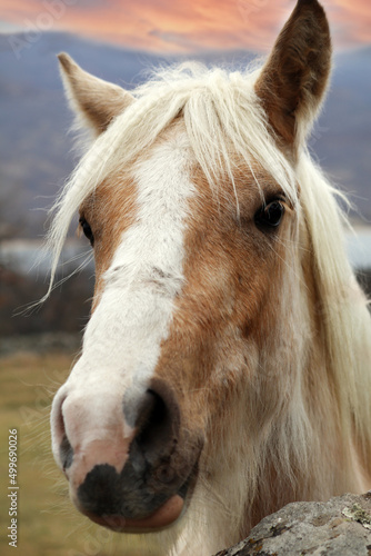 retrato de caballo manchado en libertad © planeta11