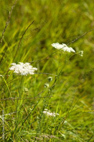 Closeup of wild carrot flower in bloom with selective focus on foreground photo