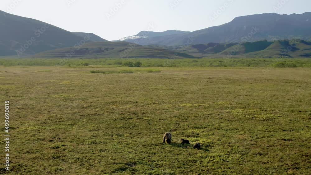 A Black Bear And Her 3 Cubs Walk Through A Green Meadow A Black Bear And Her 3 Cubs Walk Through A Green Meadow