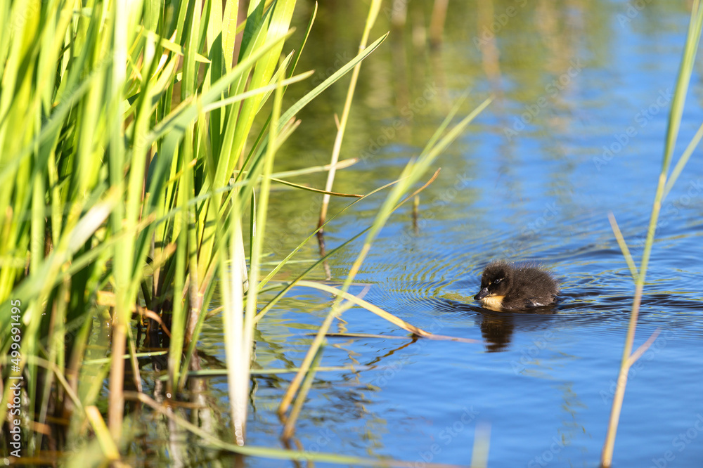 Swimming baby duck Swimming baby duck