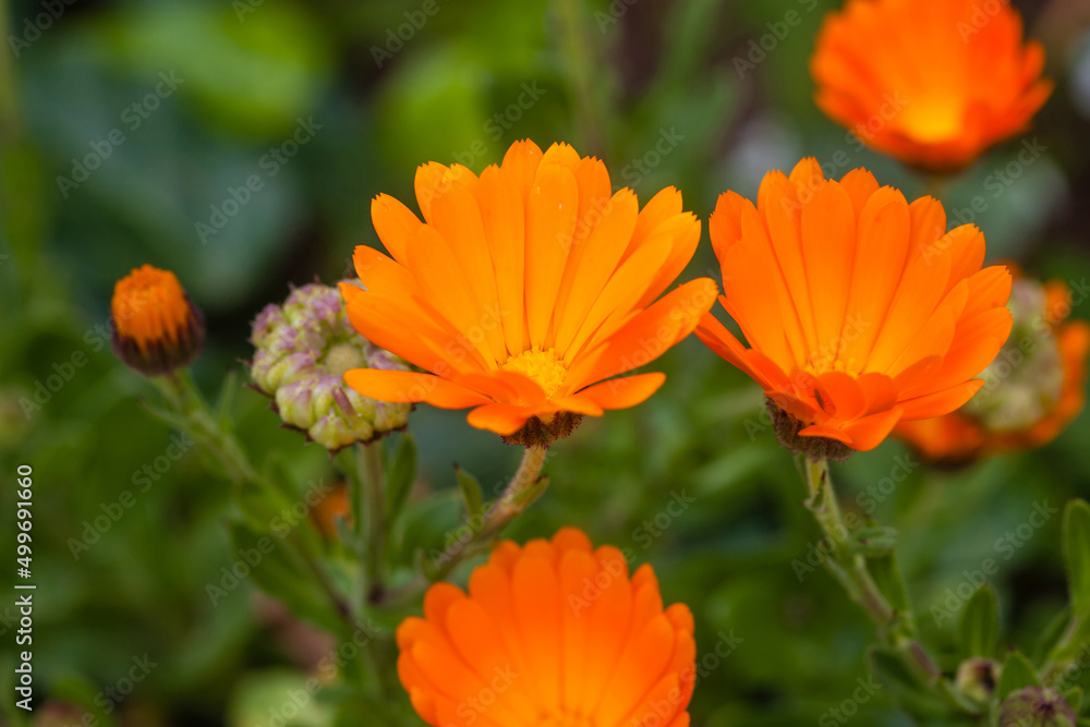 Close-up of an orange pot marigold flower