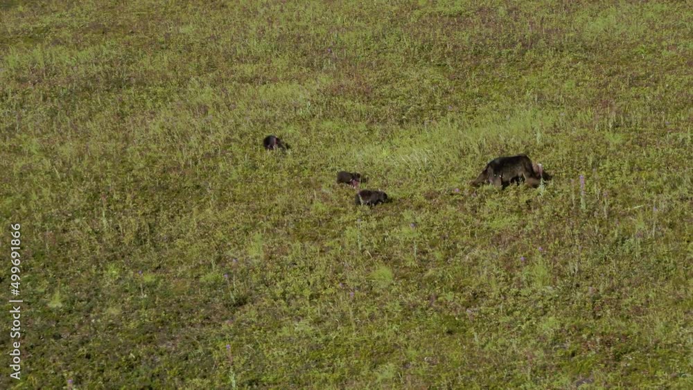 A Black Bear And Her 3 Cubs Walk Through A Green Meadow A Black Bear And Her 3 Cubs Walk Through A Green Meadow