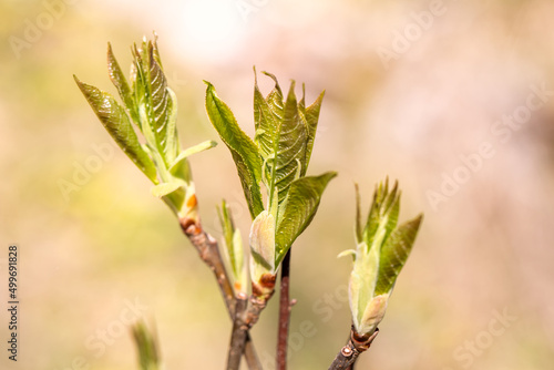 wood shoots