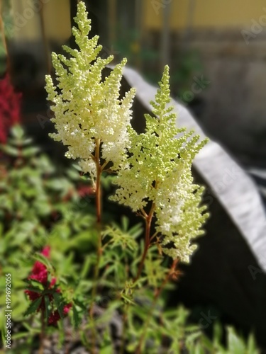 White and green fluffy flower. Blooming Astilbe on a blurry background. Floral wallpaper