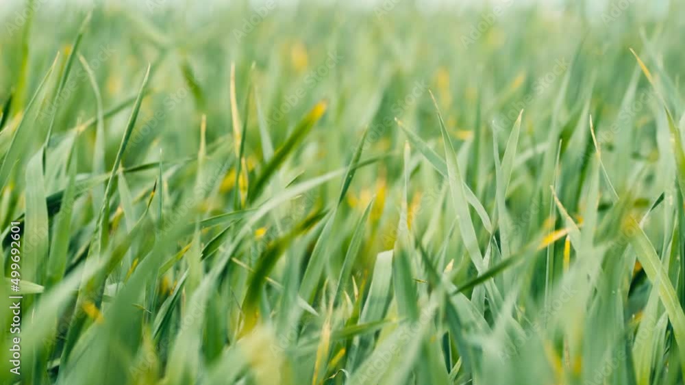 freshly sprouted wheat leaves in the wind freshly sprouted wheat leaves in the wind