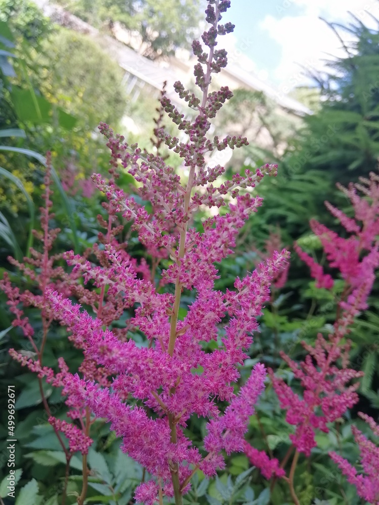 Obraz premium beautiful fluffy purple and pink blooming Astilbe flowers on a flower bed on a sunny summer day. Natural Wallpaper