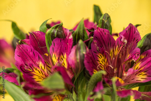 Alstroemeria blooms with yellow background