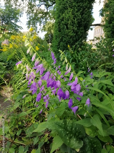 Fototapeta Naklejka Na Ścianę i Meble -  purple bells on a long stem. Blooming blue Campanula rapunculoides . floral wallpaper