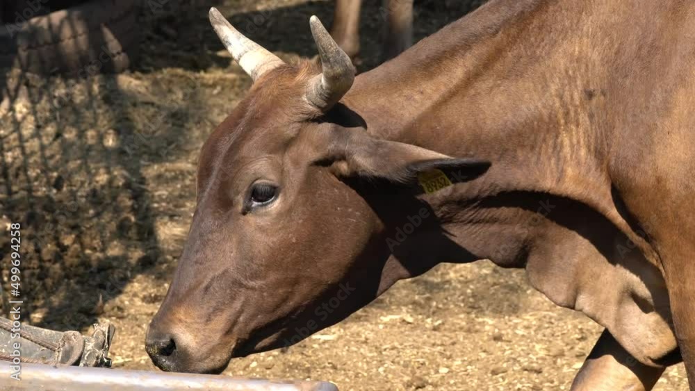 Cow walking around the corral with other cattle farm concept Cow walking around the corral with other cattle farm concept