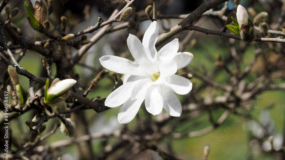 Obraz premium a close white magnolia flower blooms on a tree in spring. side view. nature