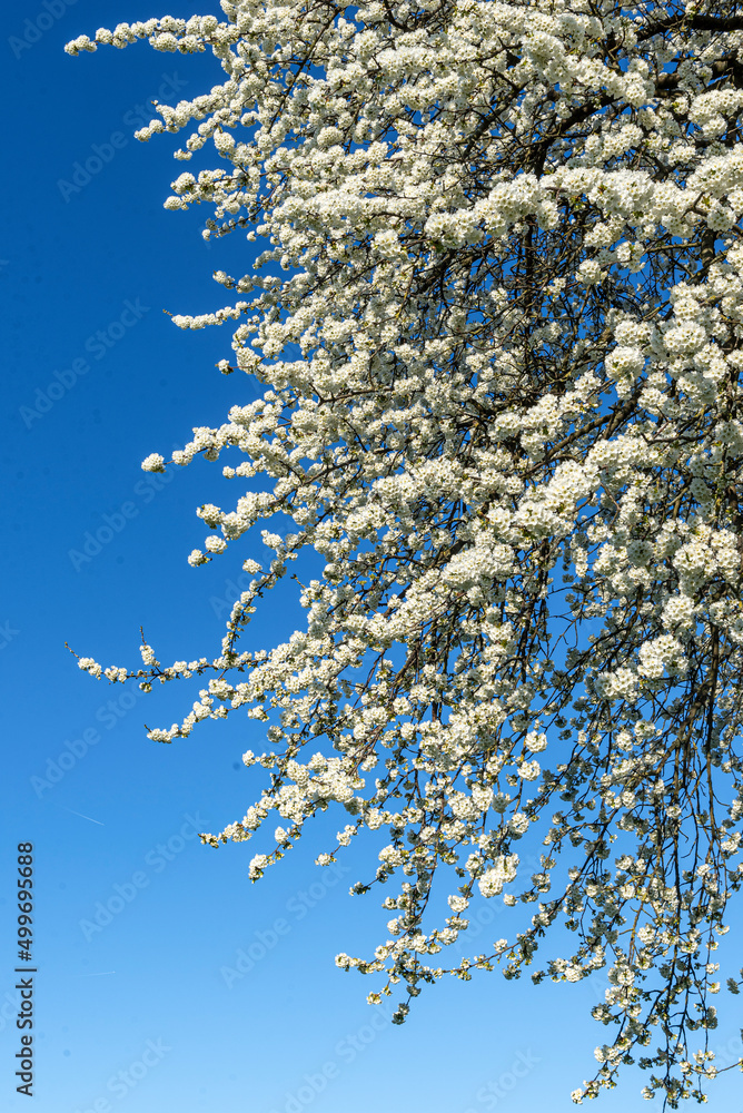 Das Geäst eines blühenden Kirschbaums im Frühling mit weißen Blüten vor blauem, wolkenlosem Himmel