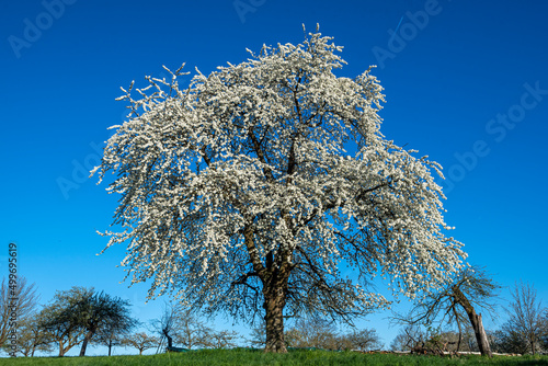 Das Geäst eines blühenden Kirschbaums im Frühling mit weißen Blüten vor blauem, wolkenlosem Himmel photo