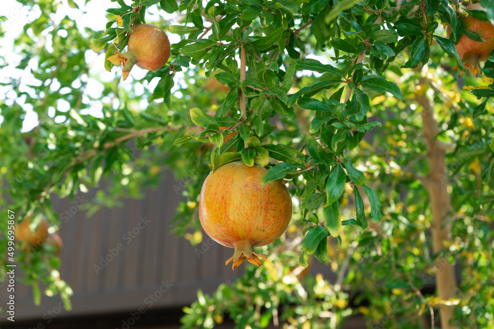 A tree of pomegranate growing in the garden A tree of pomegranate growing in the garden