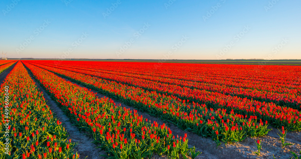 Colorful flowers in an agricultural field in sunlight at sunrise below a blue sky in springtime, Almere, Flevoland, The Netherlands, April 17, 2022