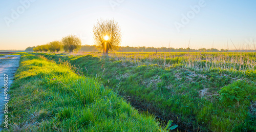 Принти на полотні Trees along an agricultural field in bright sunlight at sunrise below a blue sky
