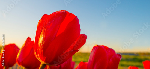 Colorful flowers in an agricultural field in sunlight at sunrise below a blue sky in springtime  Almere  Flevoland  The Netherlands  April 17  2022