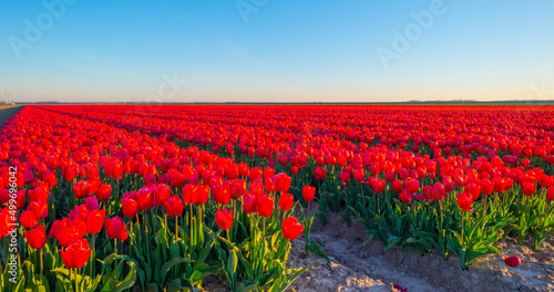 Colorful flowers in an agricultural field in sunlight at sunrise below a blue sky in springtime  Almere  Flevoland  The Netherlands  April 17  2022