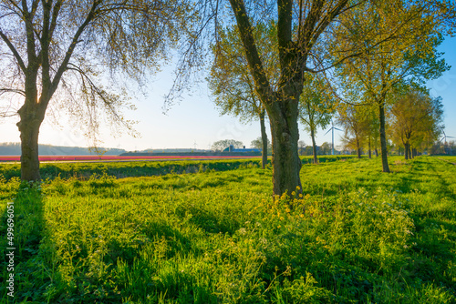 Trees in a green pasture in bright sunlight along an agricultural field with flowers below a blue sky in springtime, Almere, Flevoland, The Netherlands, April 17, 2022