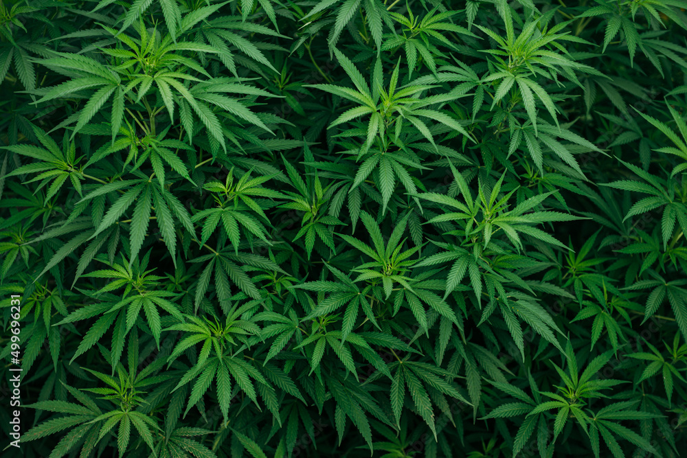 Obraz premium marijuana leaves wallpaper