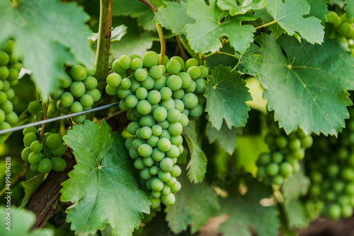 Wallpaper Mural growing wine grapes on a trellis bush Torontodigital.ca