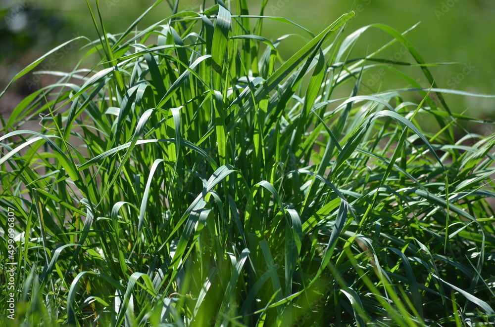 Obraz premium Frühling