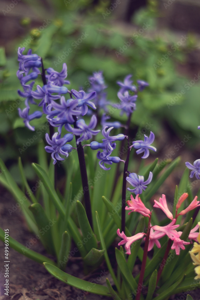 purple flowers closeup.photo of flowers purple flowers closeup.photo of flowers