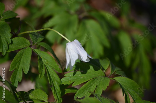 Frühling