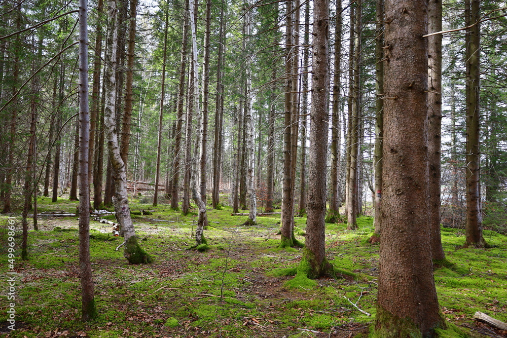View in a forest in the Jura department View in a forest in the Jura department