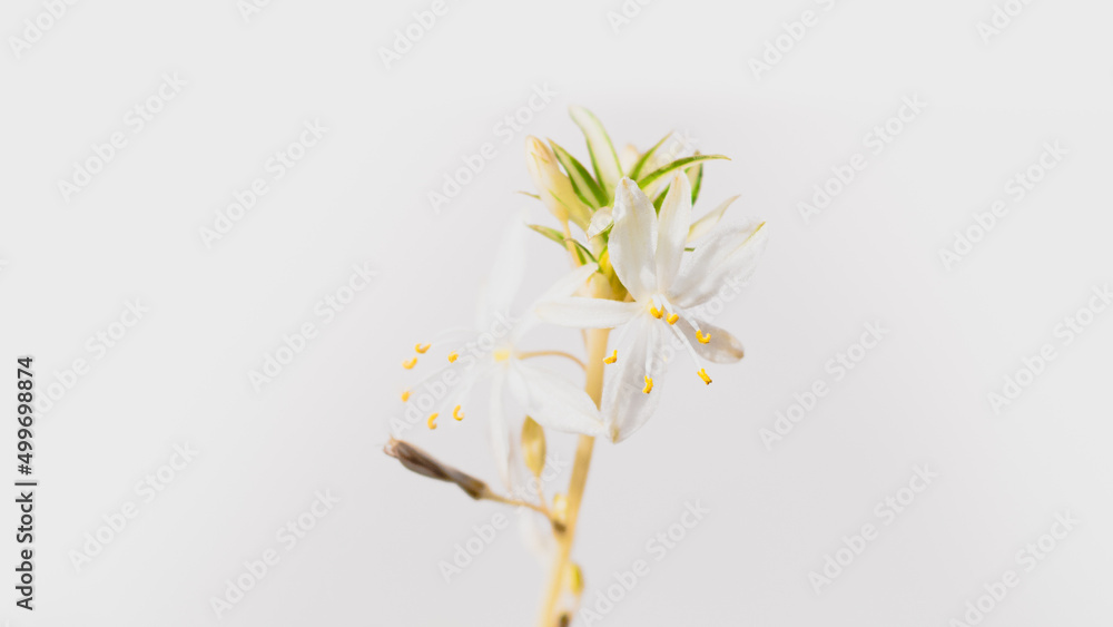Flor en fondo blanco en clave alta 