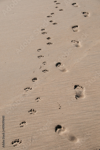Footprints and pawprints in the sand on the beach.