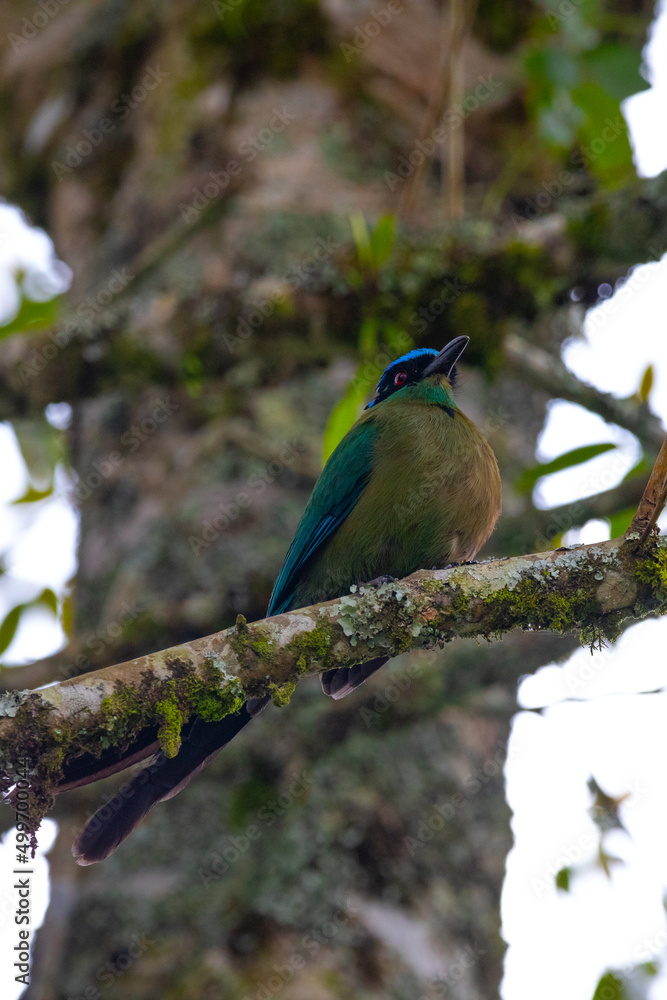 A beautiful photo of a unique tropical baranquero bird, mot mot, yellow in color with green wings, red eyes, a blue cap and a black mask, sitting on a branch A beautiful photo of a unique tropical baranquero bird, mot mot, yellow in color with green wings, red eyes, a blue cap and a black mask, sitting on a branch