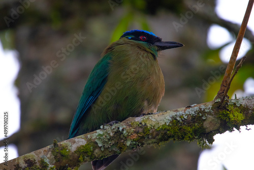  A beautiful photo of a unique tropical baranquero bird, mango shape, yellow in color with green wings, red eyes, a blue cap and a black mask, sitting on a tree branch