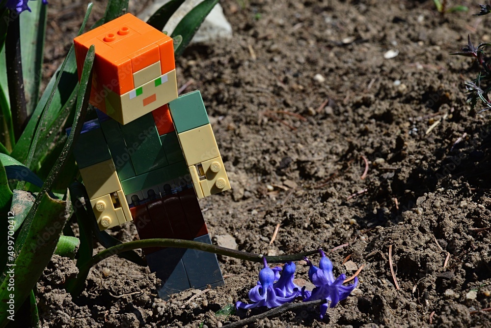 Naklejka premium LEGO Minecraft large figure of Alex just found a fallen blue Hyacinth flower in garden, during her spring garden walk.